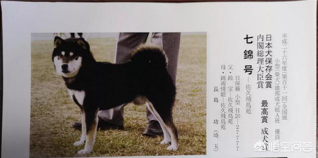 有哪些适合养的中大型犬？