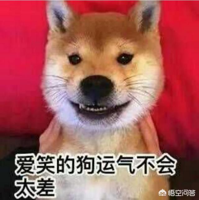 女人爱狗狗pp截图:为什么有些女生喜欢狗狗呢？