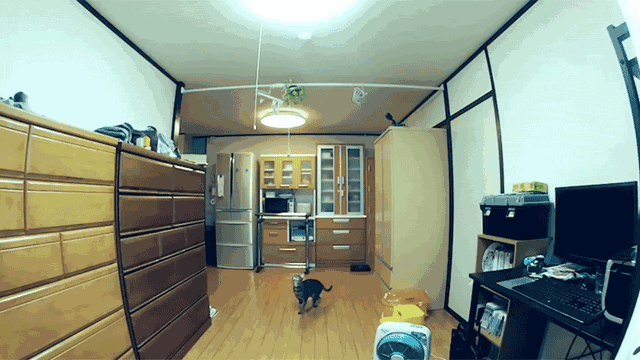 猫为什么怕黄瓜:关于猫咪的冷知识有哪些？