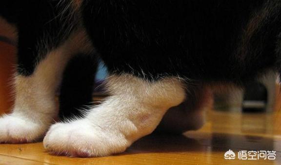 折耳猫遗传病发病率:一千块钱买的蓝猫，怎么是折耳的？好养吗？