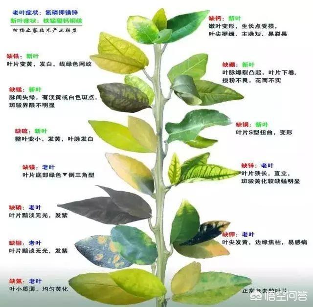 头条问答 - 柑橘缺素黄化症状,如何正确判断哪种元素缺失?(8个回答)