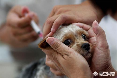狗狗生细小是什么病患者:小狗狗得了犬细微病毒怎么治，怎样治最快？