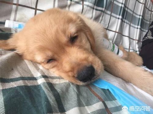 狗狗生细小是什么病患者:小狗狗得了犬细微病毒怎么治，怎样治最快？