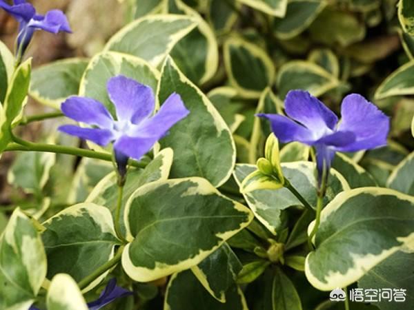 花叶蔓长春花:花叶蔓长春图片 长春蔓可以盆栽吗，长春蔓盆栽时注意事项有哪些？