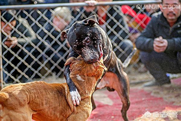 比特犬战大丹犬视频:为什么比特犬打不赢鬣狗？