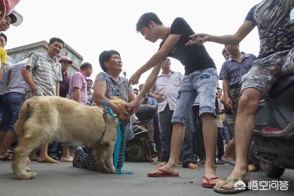 狙击狗:正常心态的爱狗人士和极端爱狗人士素质有差异吗？