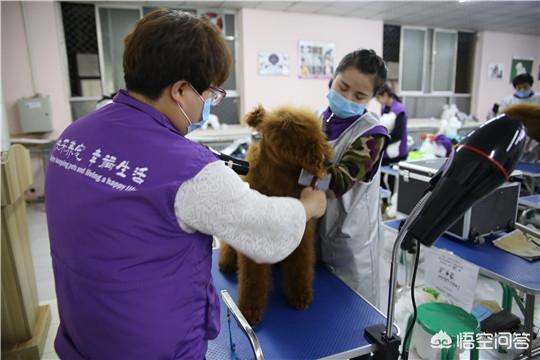 上海博纯宠物美容学校:学习宠物美容，应该去店里当学徒还是直接去培训学校？