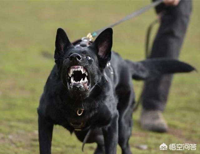 罗威纳犬是不是德国防暴犬:德牧和罗威纳谁更有战斗力？