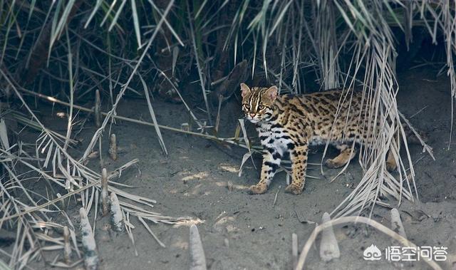 孟加拉猫是豹猫吗:疫情过后可以养孟加拉豹猫吗？ 孟加拉豹猫可以跟什么猫配