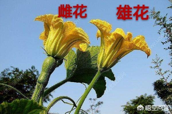 头条问答 南瓜在没有授粉之前花瓣掉落了 小南瓜还会继续生长吗 花匠小美的回答 0赞