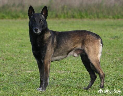 马犬训练视频:比格犬训练教程视频 你认为马犬有哪些优秀之处？