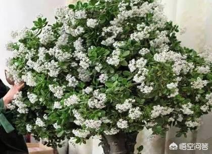 玉树养成盆景的几个技巧，为什么有人养在室内就容易挂掉呢？插图42