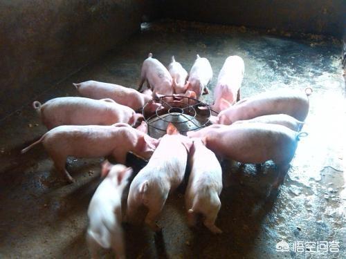 猪身上起红包:七十斤左右的猪全身起红疹是什么原因，怎么治疗？