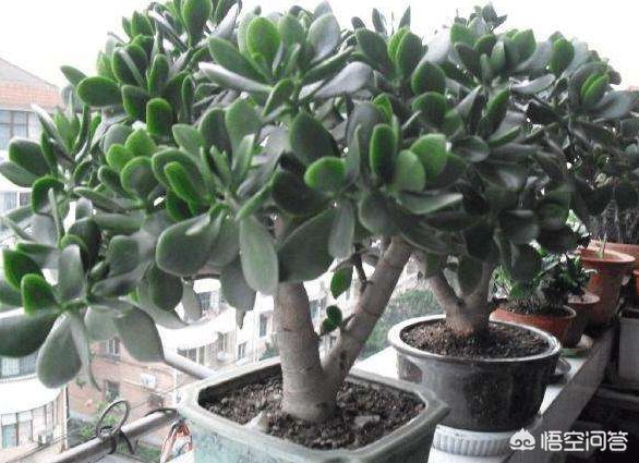 玉树养成盆景的几个技巧，为什么有人养在室内就容易挂掉呢？插图46