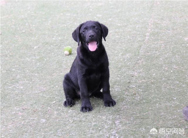 狗的寿命一般多长:拉布拉多犬可以活多少年？