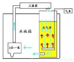 家庭养鱼所说的水妖精是什么:什么是常见的家庭观赏缸的过滤系统？