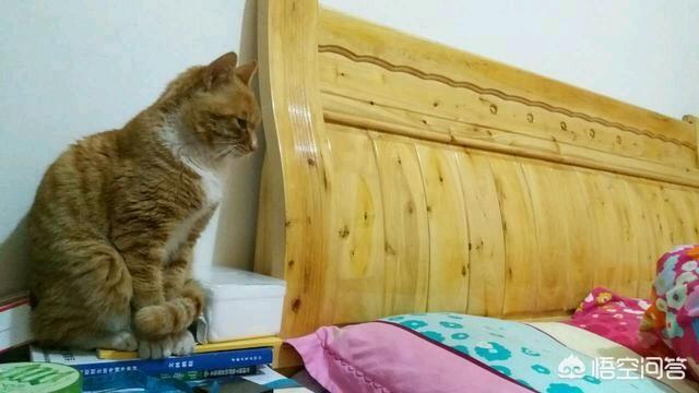 闷猫:闷猫斯基 猫咪为什么总喜欢把桌上的东西推下去？