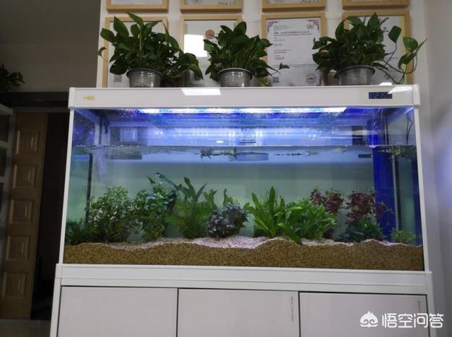 底滤鱼缸水浑浊原因和解决方案:家用养鱼缸水刚换完就浑浊，鱼也总是死，这是为什么？