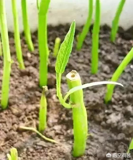 非洲堇一盆能栽多棵吗:什么叫植物的扦插？都有哪些植物可以扦插？