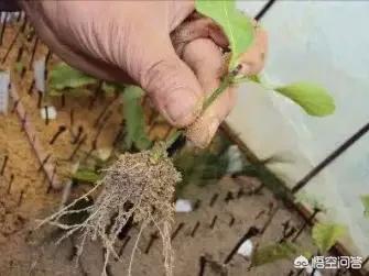 非洲堇一盆能栽多棵吗:什么叫植物的扦插？都有哪些植物可以扦插？