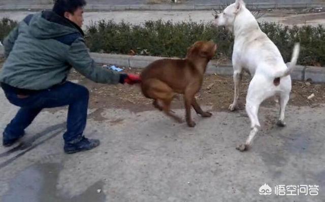 罗威纳犬打架排第几:杜高犬和比特犬单挑，谁厉害？