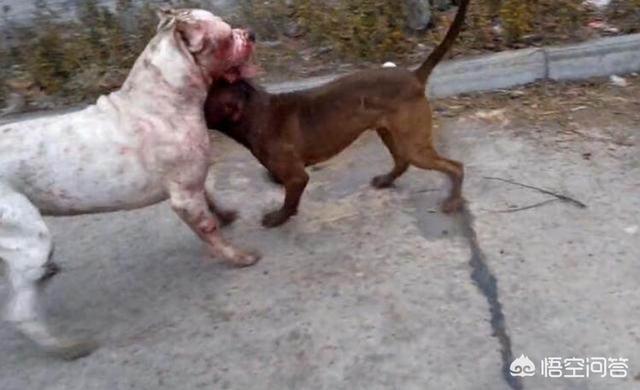 阿根廷杜高咬人吗:杜高犬和比特犬单挑，谁厉害？