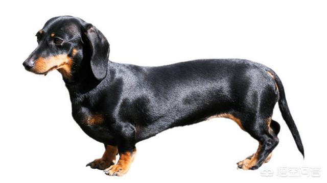 初生腊肠狗图片:把狗狗送人会对狗狗造成影响吗？