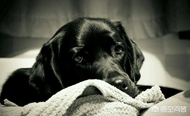 世界上最悲伤的狗是哪一只:什么样的事情会让狗狗伤心？