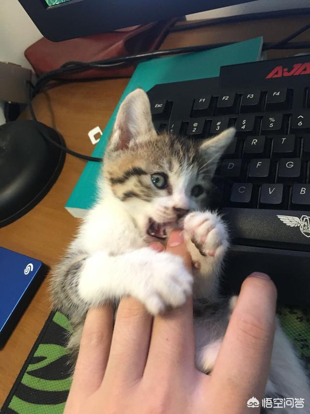 重庆友好宠物医院简介:猫咪与狗狗关系不太好，该怎么办？