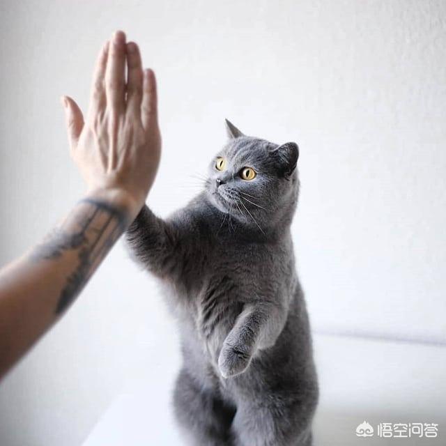 重庆友好宠物医院简介:猫咪与狗狗关系不太好，该怎么办？