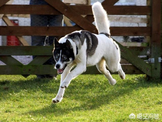 色狗成人:成年人被狗咬伤后得狂犬病的几率有多大，如何降低风险？