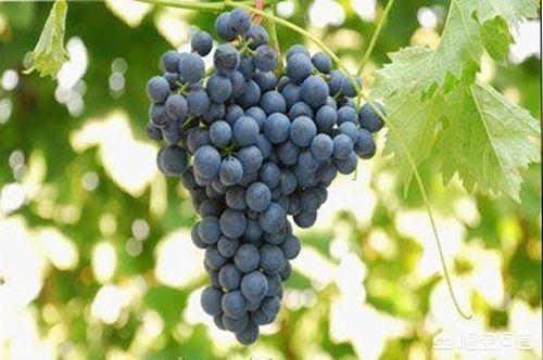 红酒头像，食用葡萄与酿酒用的葡萄有什么不同野生葡萄酿的酒好不好