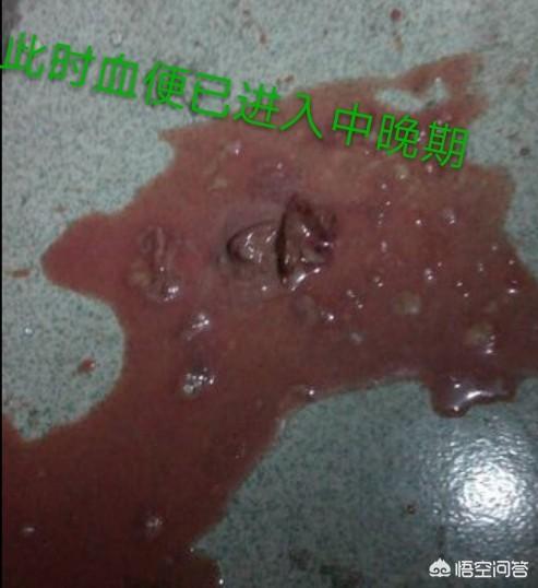 狗的细小是什么意思:有什么办法可以防止狗狗患上细小？