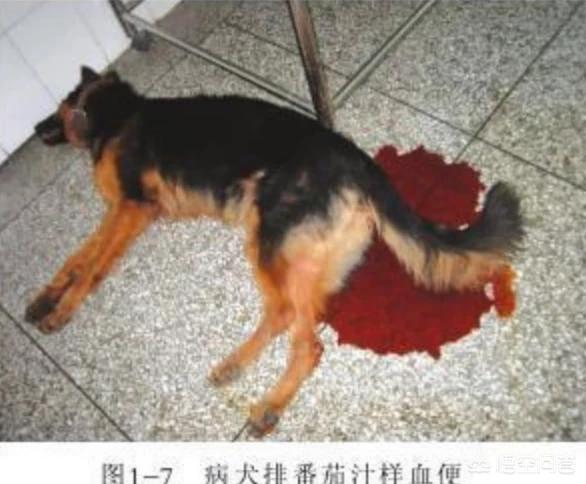狗的细小是什么意思:有什么办法可以防止狗狗患上细小？