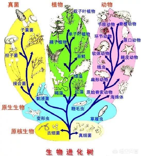 如果进化真的存在,那为什么地球上没有进化出任何中间物种?