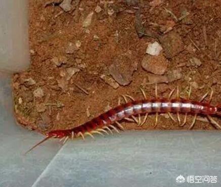 头条问答 盆栽里发现一粒粒的土 这是虫子粪便吗 如果是有什么危害吗 2个回答