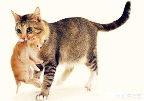 日本猫岛的猫可以抱走吗:猫如何看待主人送走她的孩子？