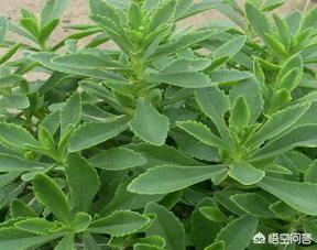 养心菜是一种什么菜？