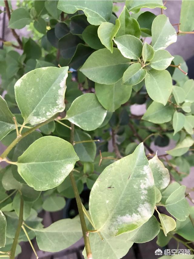 头条问答 - 种植的三角梅叶子有点发白,而且花量很少,是怎么回事?