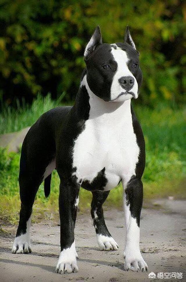 大型美国斯塔福梗价位:斯塔福犬怎么样，属于猛犬吗？
