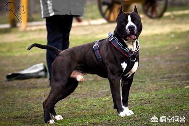 大型美国斯塔福梗价位:斯塔福犬怎么样，属于猛犬吗？