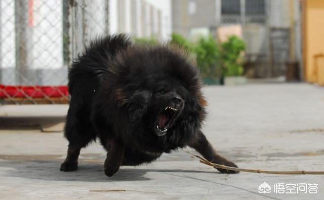 卡南犬护卫犬:有没有适合在城市里养的中小型护卫犬？