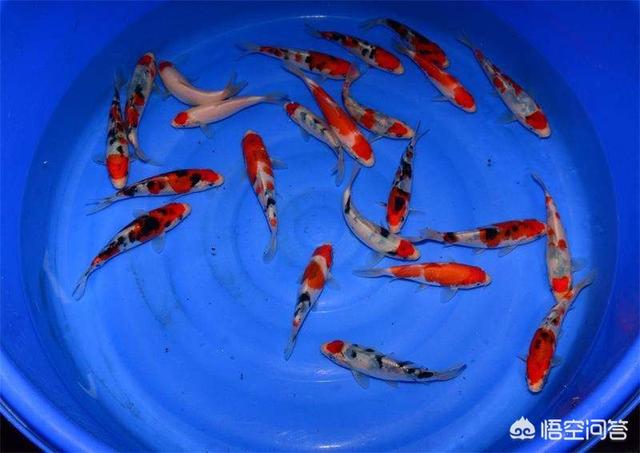 珍宝斑马鱼在哪里掉:为什么刚开始养鱼的人都说鱼难养？