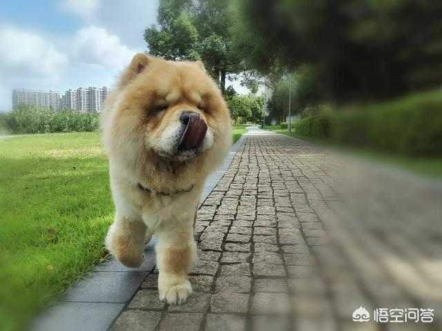 俊介犬:俊介犬打架后破皮出血了，该怎么处理？