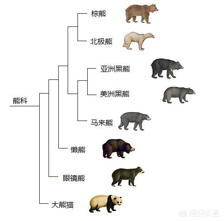 头条问答 有哪些熊科动物 又有哪些是属于重点保护的 2个回答