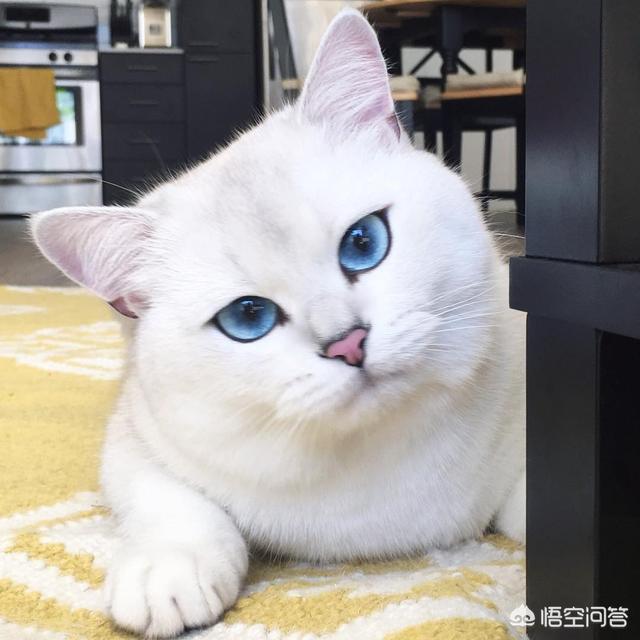 猫发情怎么办:半岁大的母猫第一次发情还没打过疫苗，现在该怎么办？