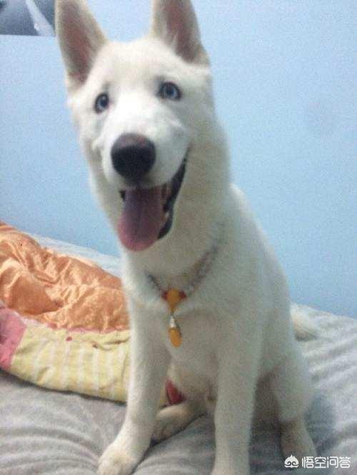 南京萨摩耶俱乐部:#提问律师天团#女孩遭萨摩耶袭击，家长赔偿6万元，这合理吗？