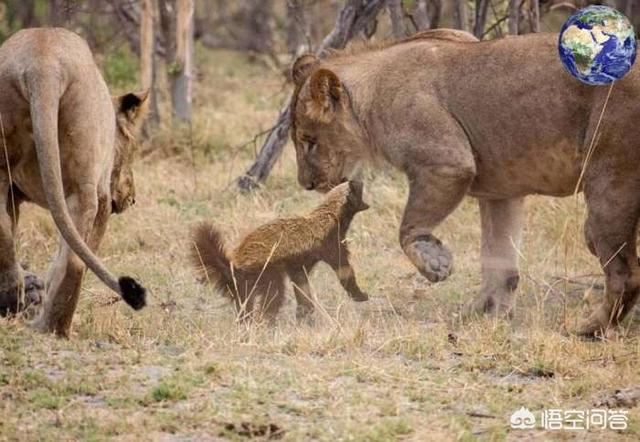 藏獒打架真实视频:三只大藏獒能打得过一只成年高加索犬吗？有何依据？