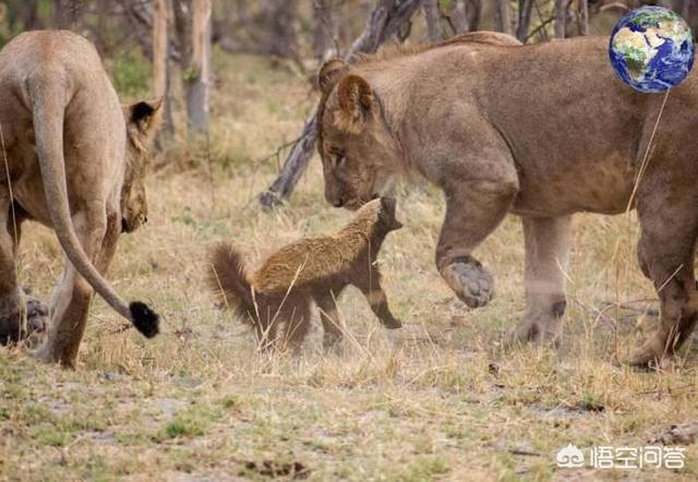 藏獒电影大全:如果让比特犬或藏獒与平头哥蜜獾打一架会有什么结果？