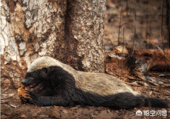 猪獒和藏獒打架视频:如果让比特犬或藏獒与平头哥蜜獾打一架会有什么结果？